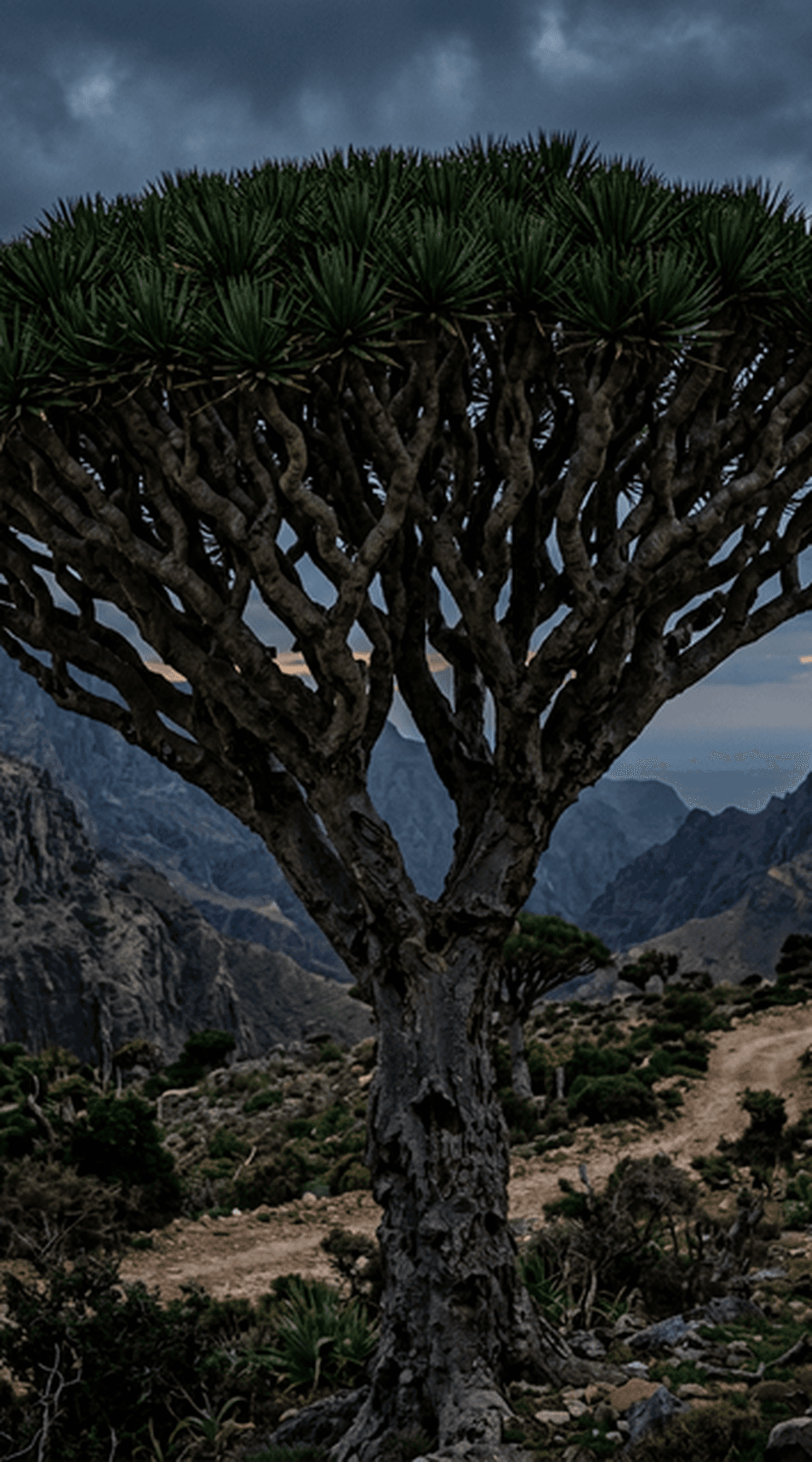 L'Arbre au Sang de Dragon : Le Gardien Saignant de Socotra